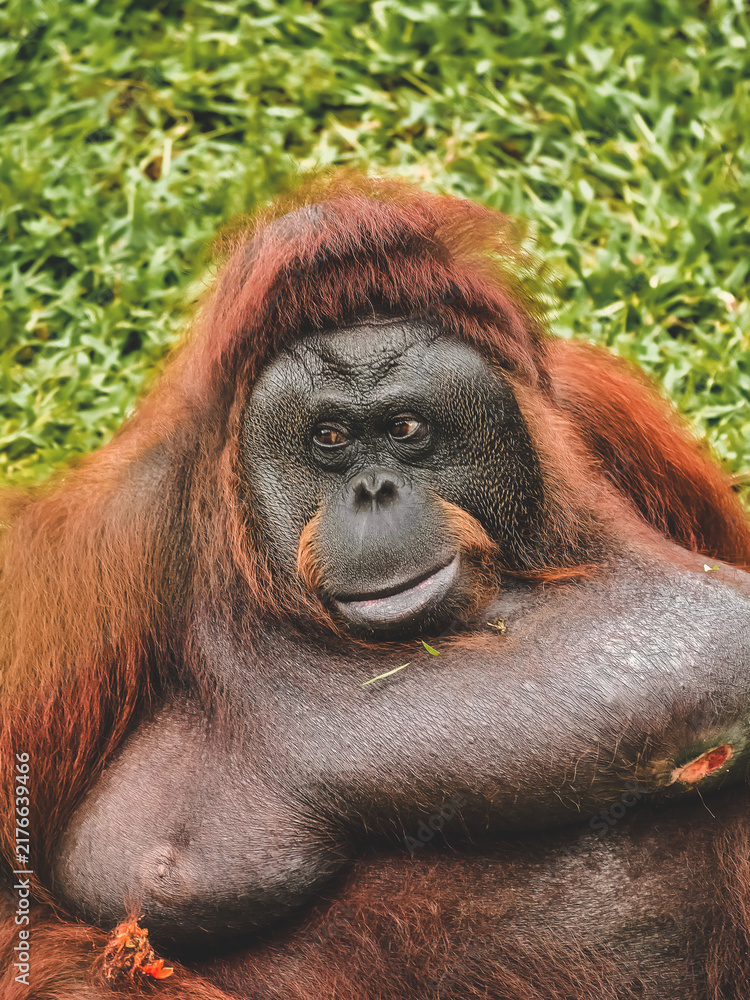 Obraz premium Close up portrait of wild orangutan 