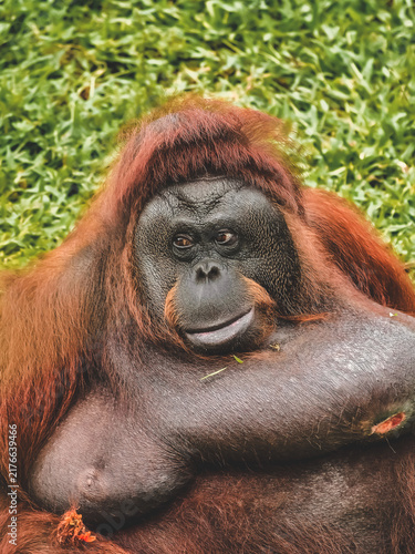 Fotografie Close up portrait of wild orangutan