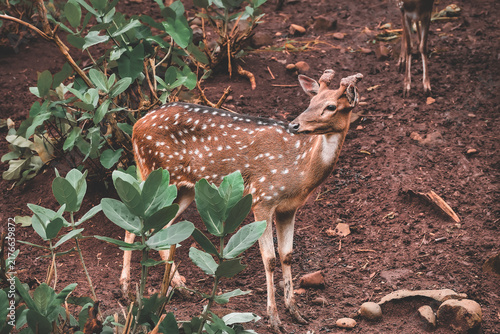 Naklejka Young deer standing between green plants 