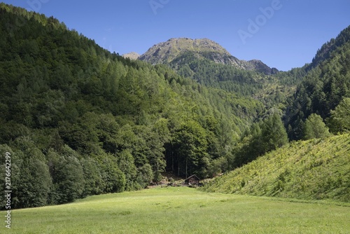 Meadow and forest, Mogno, Maggia Valley, Valle Maggia, Municipality of Lavizzara, Canton of Tessin, Switzerland
