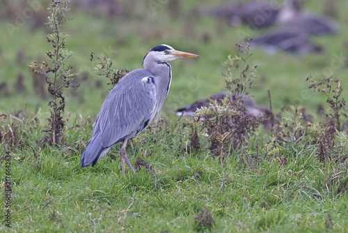 Grey heron (Ardea cinerea), standing in a meadow, Bieslicher Insel, Lower Rhine, North Rhine-Westphalia, Germany