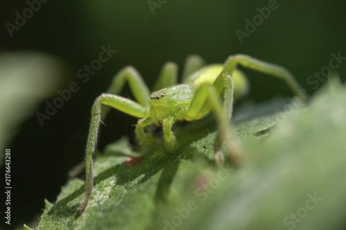 Arachnida, green scurry spider, micrommata virescens, arachnids, female, green huntsman spider, spiders, spiders, female
