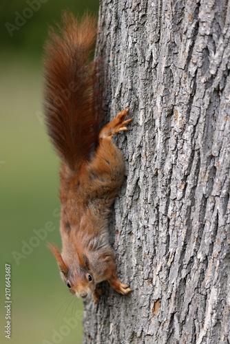Squirrel (Sciurus vulgaris) climbing upside down on a tree, Germany