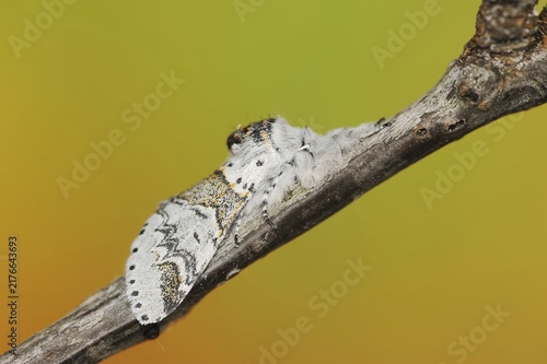 Sallow kitten moth (Furcula furcula), North Rhine-Westphalia, Germany