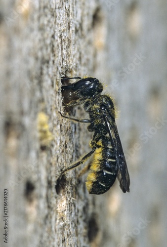 Hymenoptera, holey bee, ridge-saddled carpenter bee, high size, portrait format, insects, insect wood, wild bees