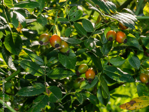 Bild auf Leinwand Ripe rosehips glow among lush green leaves