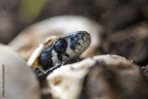 Grass Snake, Natrix Natrix, Grass Snake, Clutch, Critters, Eggs, Reptilia, Reptilia, Reptiles, Ringed Snakes, Snakes, Water Snakes