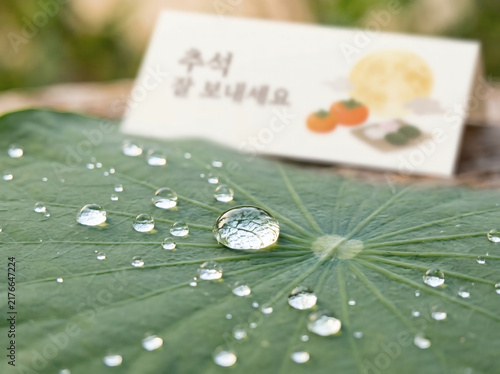Plakat w ramie 빗방울이 맺힌 연잎과 추석 카드