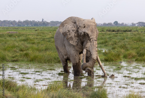 Foto African elephant bull tusker giving himself a mud bath in Amboseli National Park