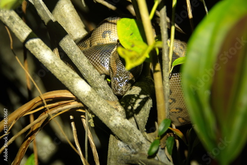 Fotografía Green anaconda (Eunectes murinus) in a tree at night, in the Cuyabeno Wildlife R