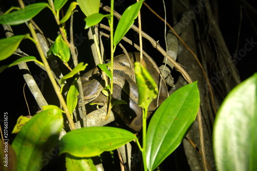 Bild auf Leinwand Green anaconda (Eunectes murinus) in a tree at night, in the Cuyabeno Wildlife R
