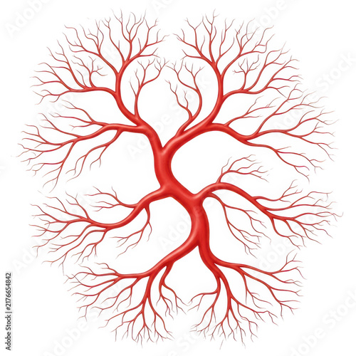 Red blood vessel network in human body illustration
