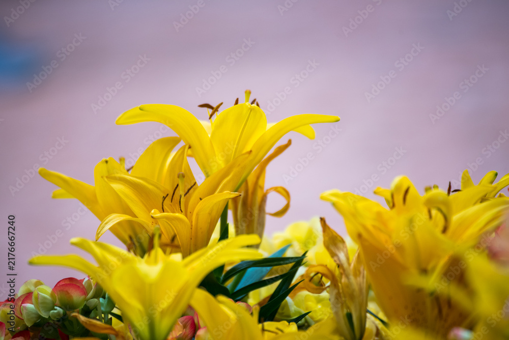 Obraz premium Orange Lily flower blossom botanical garden beautiful petal floral in green park. Vibrant Lily Orange flowers blooming green lush springtime. Yellow Lily flower blooming amazing landscape Wildflower