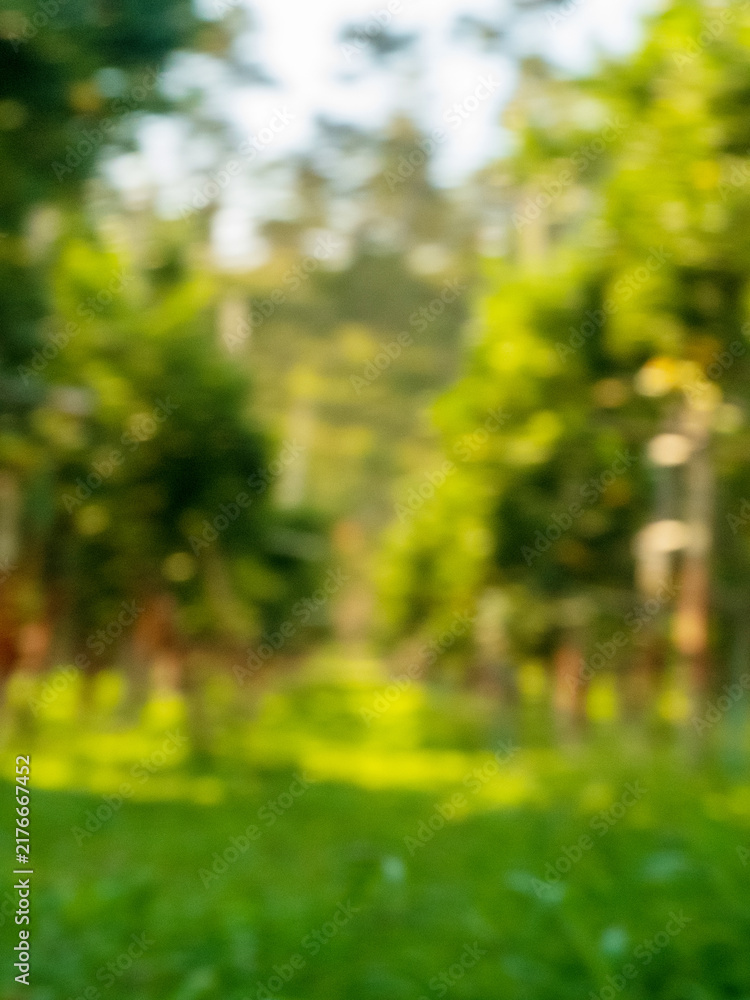 Obraz premium Vertical Blur background green park garden nature bright sunny forest. Vertical Blurry outdoor park template sunlight bokeh. Abstract blurred background forest park green garden design element