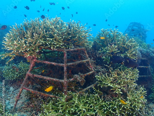 Healthy transplant coral in coral garden or coral nursery at Terengganu Island, Malaysia 