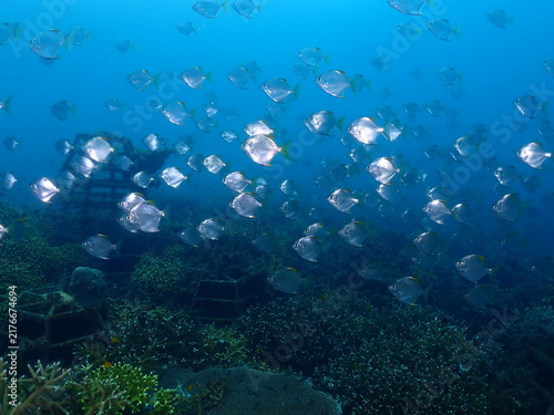 Fish abundance in coral garden or coral nursery at Terengganu Island, Malaysia 