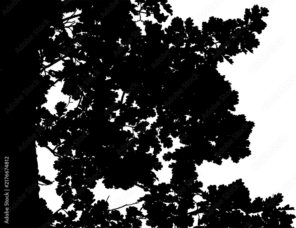 Obraz premium Vector illustration of an oak branch on a white background. Black and white silhouette.