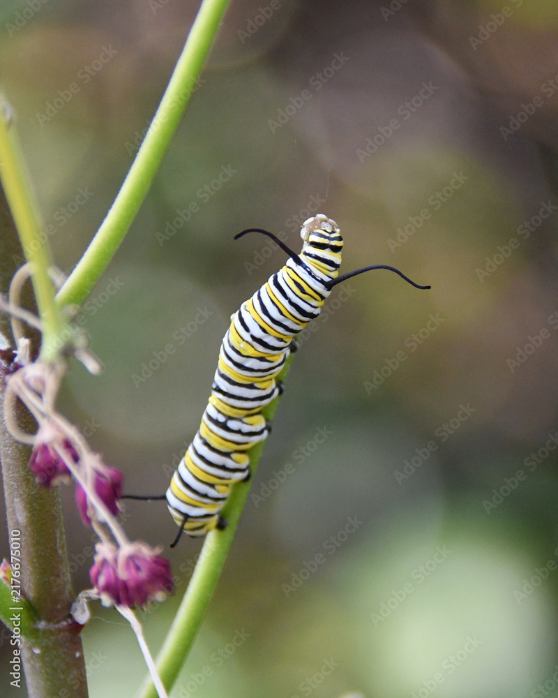 Naklejka premium Monarch Caterpillar on Milkweed With Copy Space