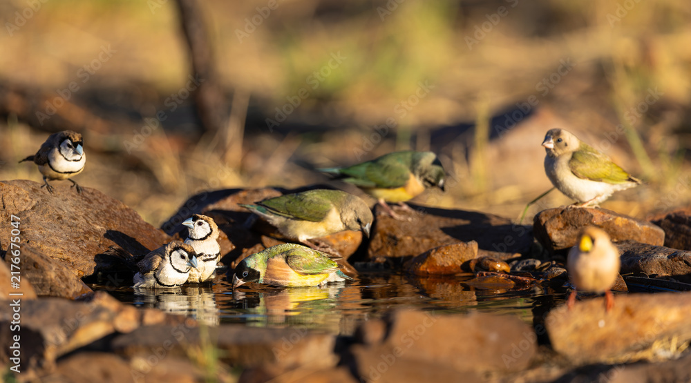 Obraz premium Wild female and juvenile Gouldian finches (Chloebia gouldiae) plus double-barred finches at a water puddle around Wyndham, Western Australia