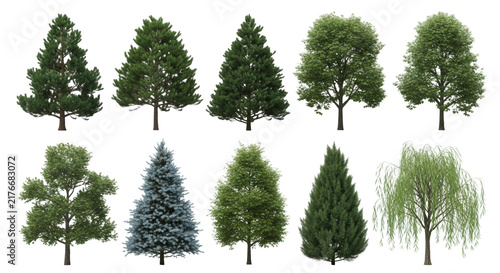 ten photorealistic trees (pine, spruce, oak, maple, willow) isolated against a seamless transparent studio background with soft lighting, showcasing detailed textures and unique forms. concept of