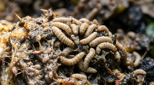 Extreme macro photograph of black soldier fly maggots feeding on moist organic matter