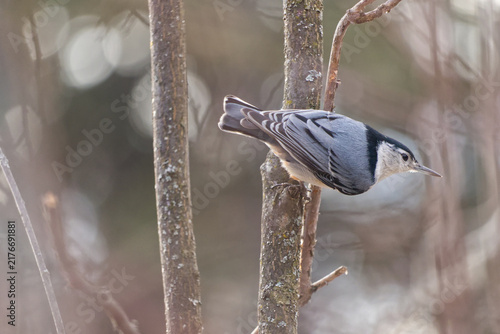 Foto A White-breasted Nuthatch on a Branch