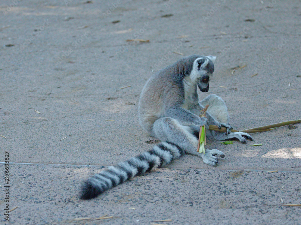 Obraz premium Ring-Tailed Lemur Sitting on Ground and Holding a Branch