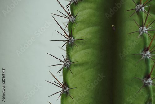 Close up of dark green cactus stem with sharp brown thorns against minimal neutral wall, perfect for modern botanical and interior decor concepts.