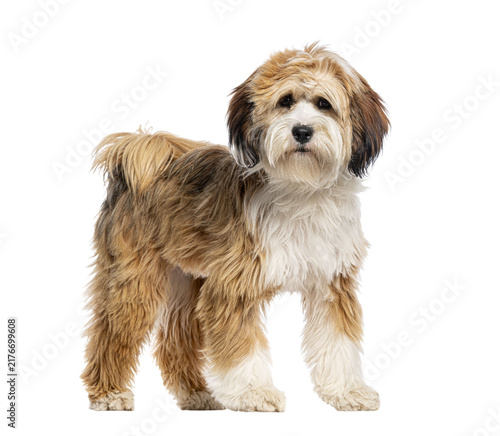 Obraz na płótnie Tibetan terrier dog standing looking at camera