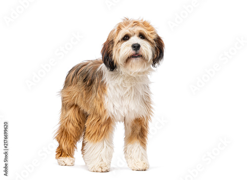 Foto Tibetan terrier dog standing looking at viewer