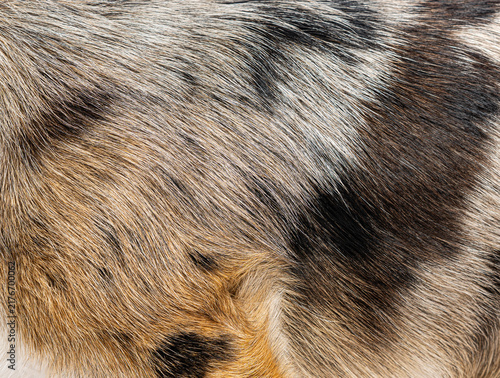 Dog fur texture close up creating abstract pattern