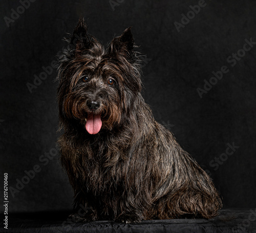 Fotografía Cairn terrier dog breed sitting black background