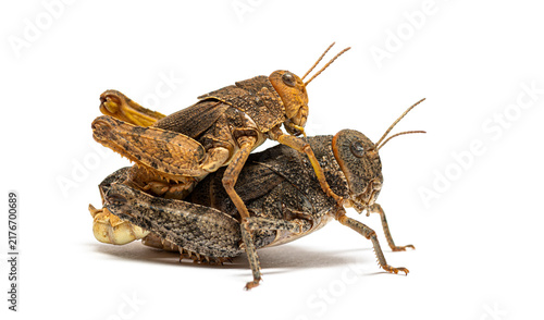 Фотография male and female Crau plain grasshoppers mating on white background
