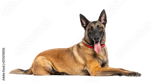 Canvas Print Belgian shepherd malinois dog lying down panting