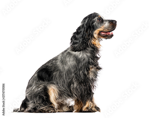 Canvas Print English cocker spaniel blue roan sitting profile looking up