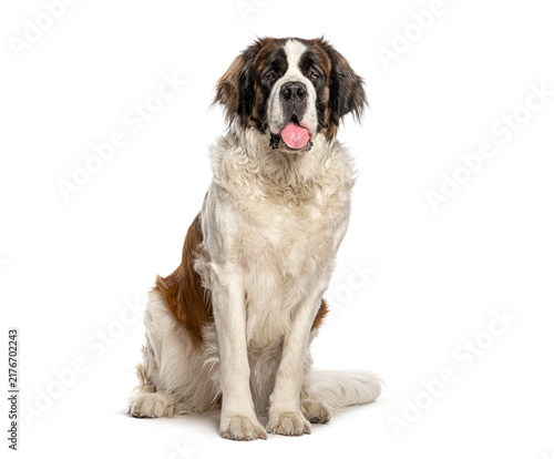 Fotografía St. Bernard dog sitting isolated on white background