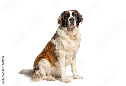 Fotografía St. Bernard dog sitting calmly on white background