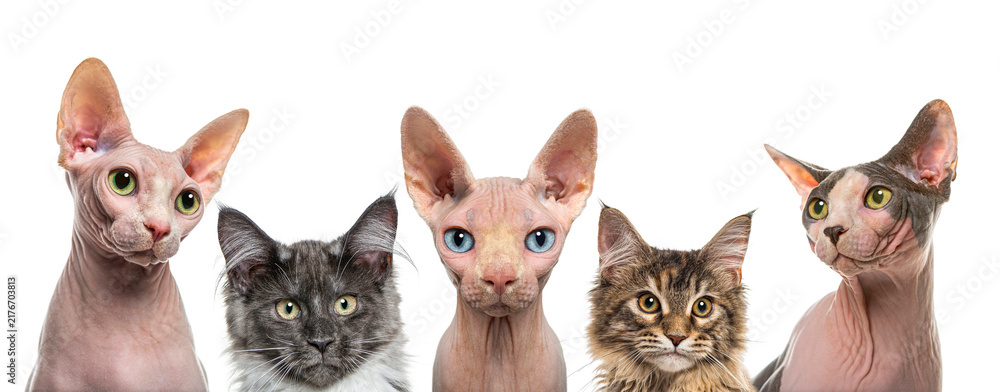 Obraz premium Domestic cats peeking looking on transparent background