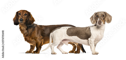 Foto Long haired and short haired dachshunds standing together