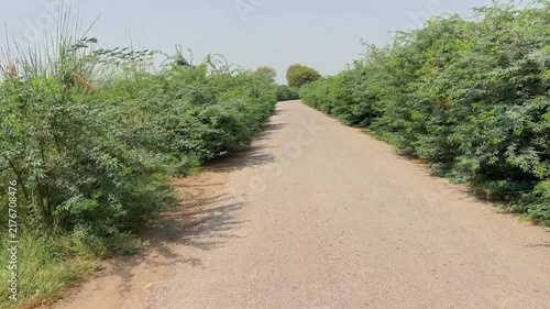 A desolate and lonely side road amidst the bushes in a deserted area. 4k video