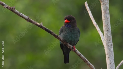 Dollarbird perches on a bare tree branch, looking around against a blurred green forest background in close-up shot.