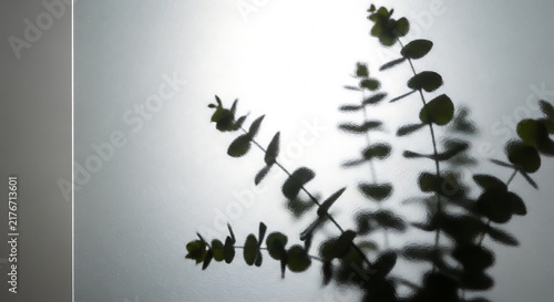 Beautiful Eucalyptus Leaves Silhouette Cast Against Light Background Natural Plant Shadow Artwork