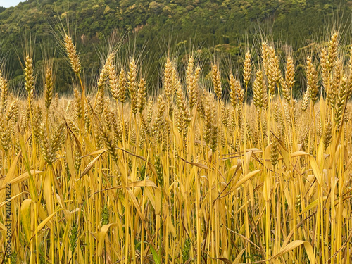 Canvastavla Golden grain field at Yonemaru Maar in Aira, Kagoshima, Japan