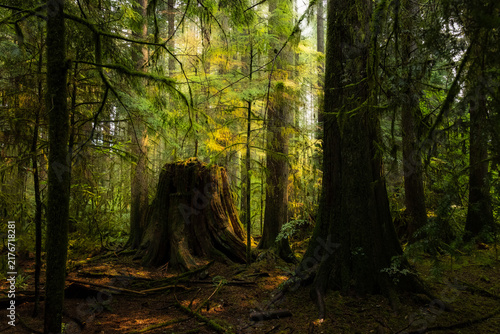 Принти на полотні A stump in the Forest aglow from the sunlight