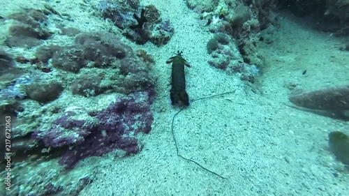 Peacock mantis shrimp scuttles over a sandy seabed in tropical water. Detailed footage of the mantis shrimp reveals its dynamic movement, hard shell, and antennae.