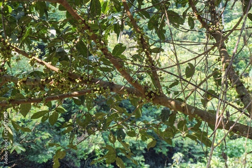 Close-up view of wild fig tree branches with lush green foliage growing outdoors.