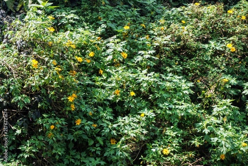 Lush field of bright yellow wild flowers blooming outdoors under natural sunlight.