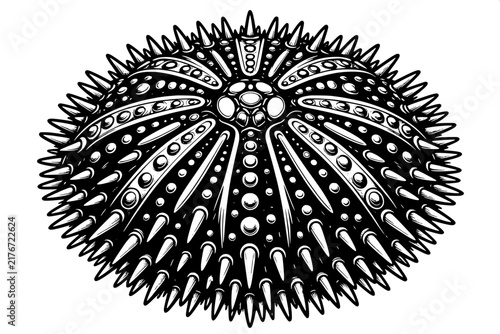 Black and White Echinometra Sea Urchin Monochrome Animal Vector Illustration