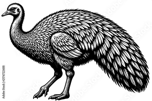 Black and White Emu Monochrome Animal Vector Illustration