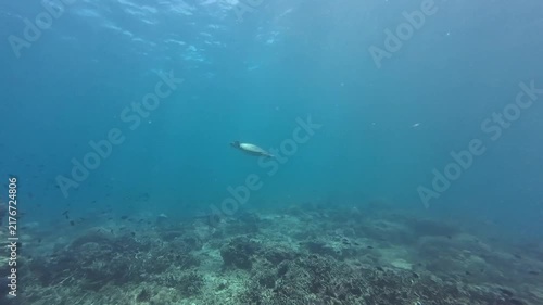 Sea turtle swims gracefully through deep blue ocean water. Wide footage captures the sea turtle gliding over a coral reef surrounded by small fish.